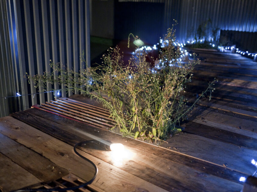 Damemoto (Nothing to Lose), 2012 — artwork by artist Bradly Brown. Clump of weeds growing from the planks of the wooden pier, lit from below