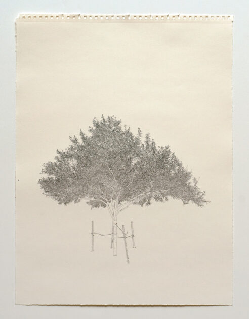 Three Trees, 2012 — artwork by artist Bradly Brown
